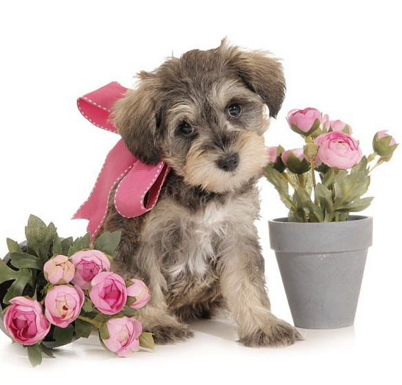 smeraglia's teddy bear schnoodles